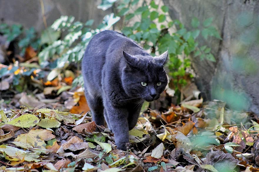 kedi, Kara kedi, Evcil Hayvan