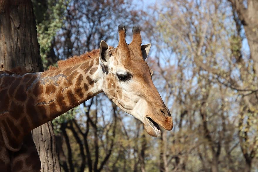 girafa, animal, mamífer, cap, de coll llarg, de cames llargues, fauna, animals a la natura, Àfrica, cap d’animals, animals de safari