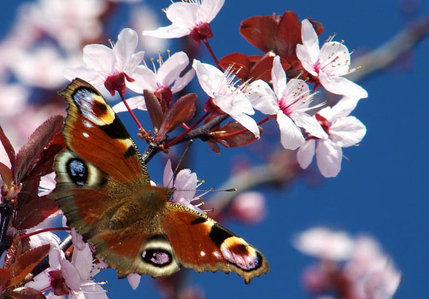 bloem, vlinder, natuur, insect, bestuiving, stuifmeel, bloeien, flora, bloesem, detailopname, lente