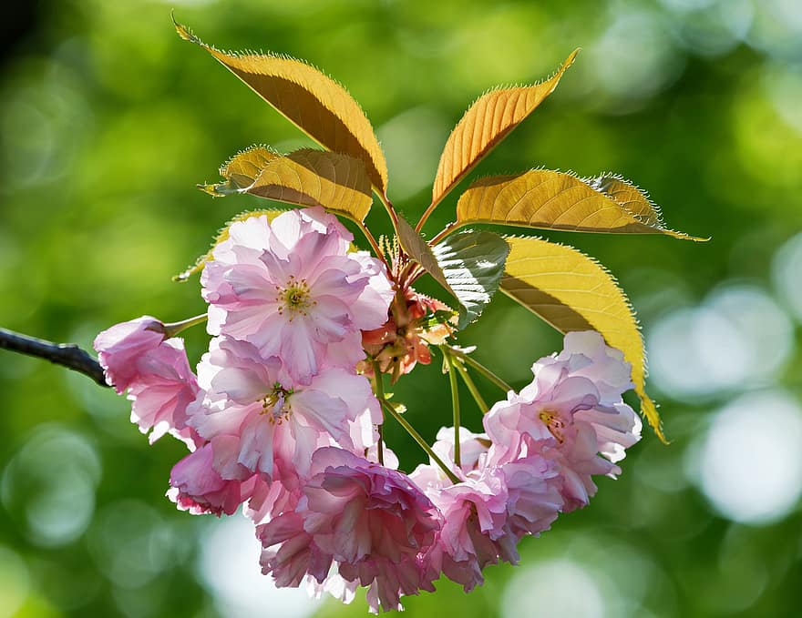 Blumen, Blütenblätter, Blätter, japanische Kirsche, Zweig, Baum, natürlich, Blatt, Pflanze, Nahansicht, Sommer-
