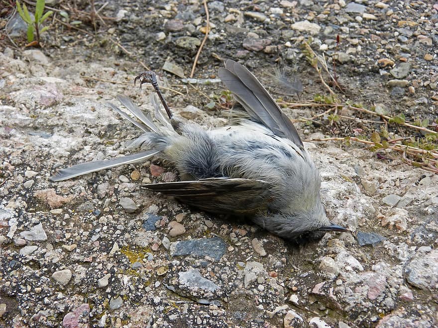 νεκρό πουλί, σύμβολο, μεταφορική έννοια, υπέρβαση