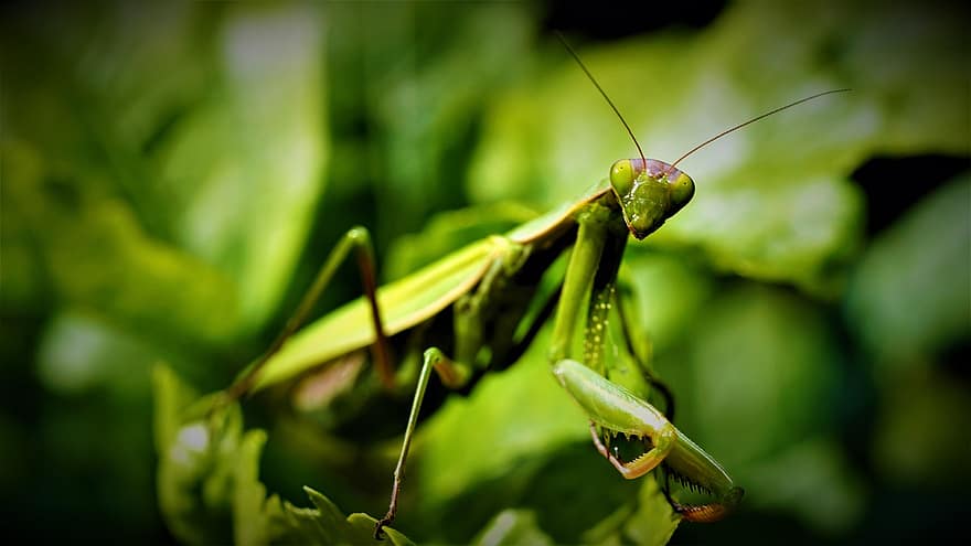 mantis, insect, groen, natuur, dier, entomologie, detailopname, dieren in het wild