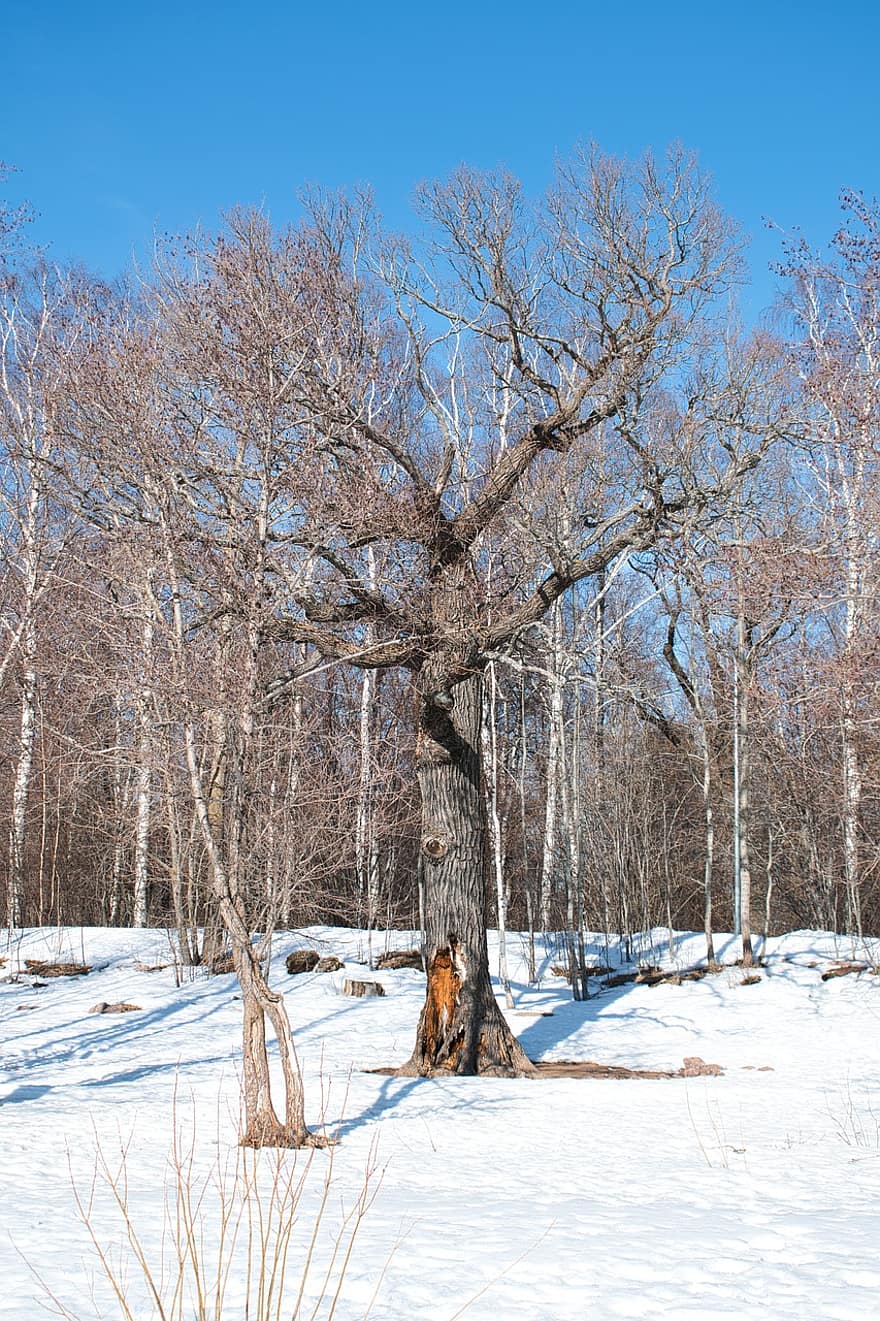 talvi-, luonto, Puut, lumi, metsä, maisema, kylmä, woods, puu, kausi, päivä
