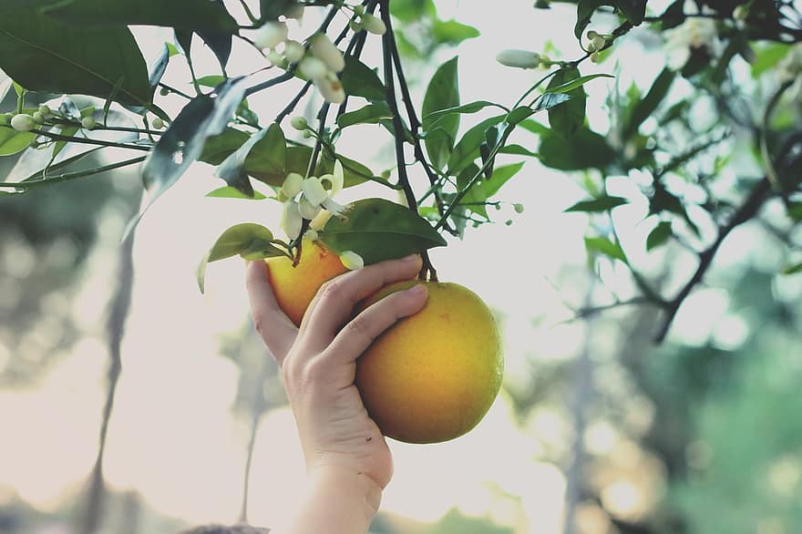 hånd, plukking, appelsiner, sitrus, tre, Oransje plukking, Plukke frukt, appelsintre, innhøsting, produsere, organisk