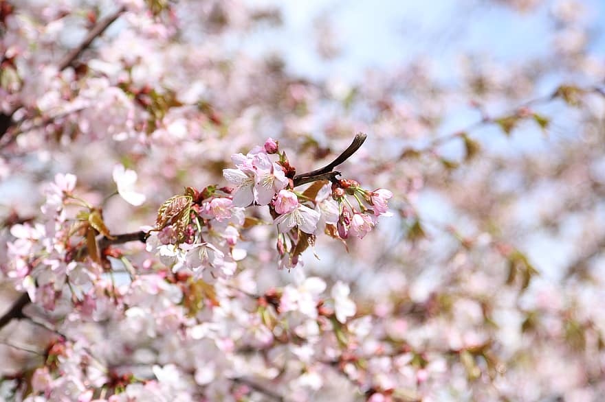 fleurs, arbre, Sakura, Cerise, fleurs de cerisier, inflorescence, printemps