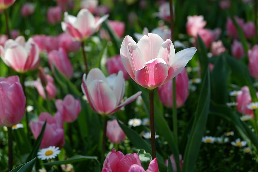 tulipanes, tulipanes rosa, Flores rosadas, las flores, jardín, naturaleza, flor, planta, verano, cabeza de flor, tulipán