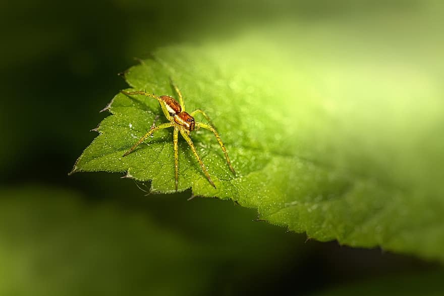 insekt, edderkop, hvirvelløse, entomologi, arter, makro, tæt på, blad, grøn farve, plante, myre