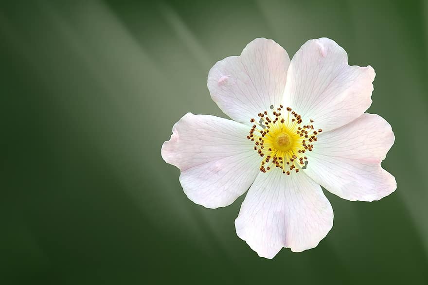 Flower, Blossom, Bloom, White, Bush Rose