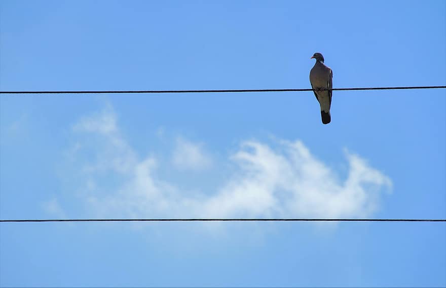 鳩、鳥、電線、空、青、閉じる、野生の動物、フェザー、くちばし、一匹の動物、ロープ