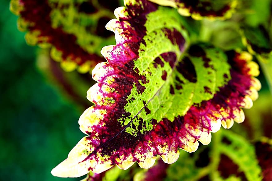 Coleus, plante, blade, urt, Flerfarvede blade, flora, natur, blad, tæt på, grøn farve, botanik