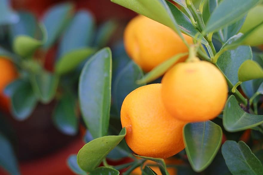 augļi, mandarīna koks, apelsīnu augļi, augiem, lapas, tuvplāns, apelsīns, flora, svaigumu, zaļā krāsa, citrusaugļi