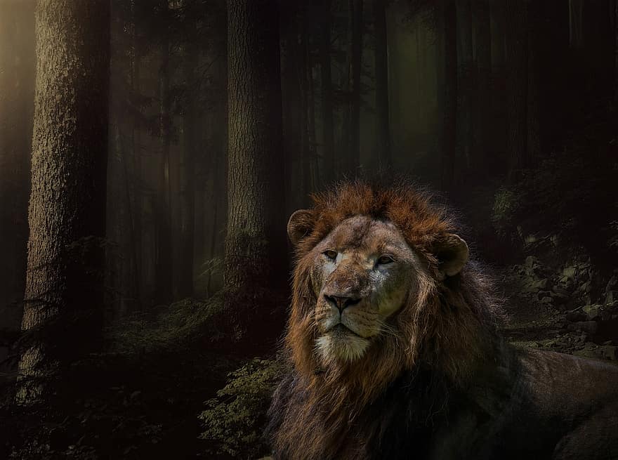 Lion, Feline, Woods, Trees, Dark