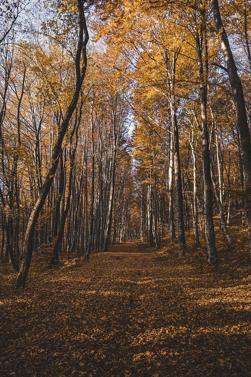 podzim, les, stezka, krajina, listy, stromy