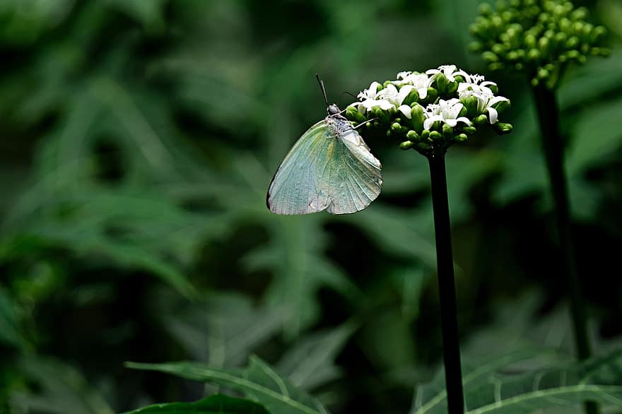 цвете, бяла пеперуда, насекомо, цветен прашец, едър план, зелен цвят, макро, лято, растение, пеперуда, многоцветни