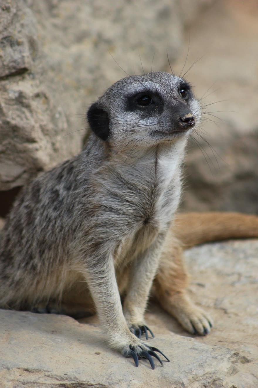 meerkat, suricate, animal, zoo, mangosta, petit, bonic, mirant, vigilància, Àfrica, animals a la natura