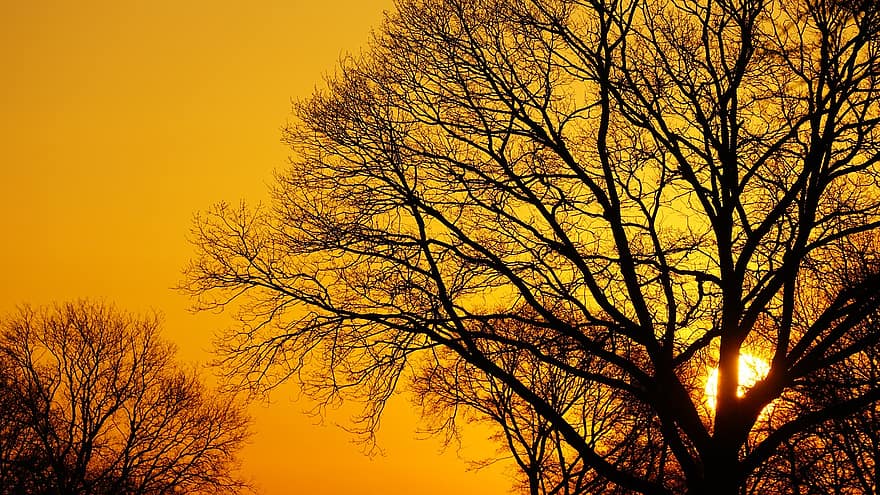 zachód słońca, drzewa, sylwetki, gałęzie, gałęzie drzew, sylwetki drzew, żółte niebo, niebo, zmierzch, słońce, zachodzące słońce
