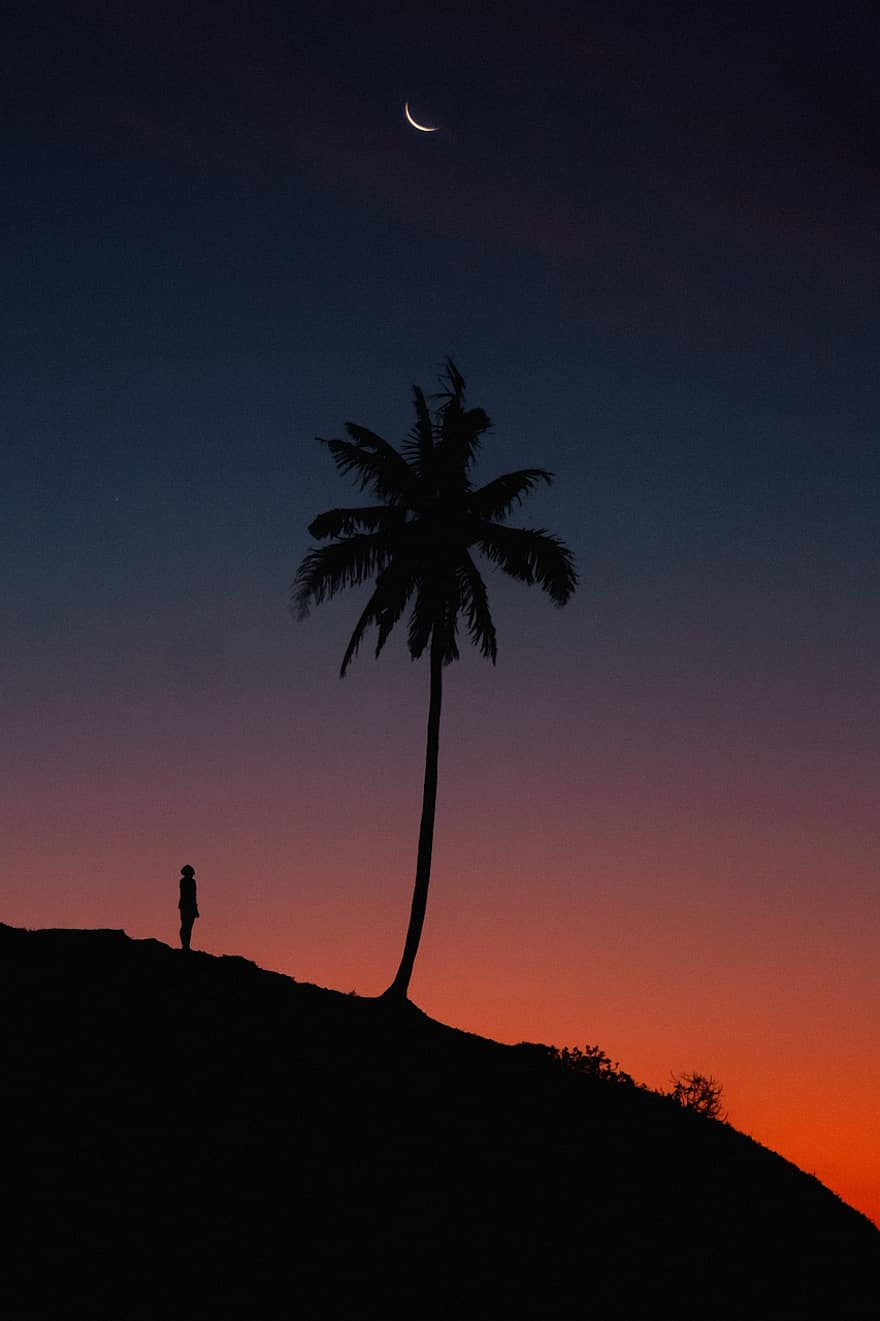 Palm Tree, Tropical, Sunset, Dusk, Nature, Outdoors, Man, Beach, Sky, Night, Moon