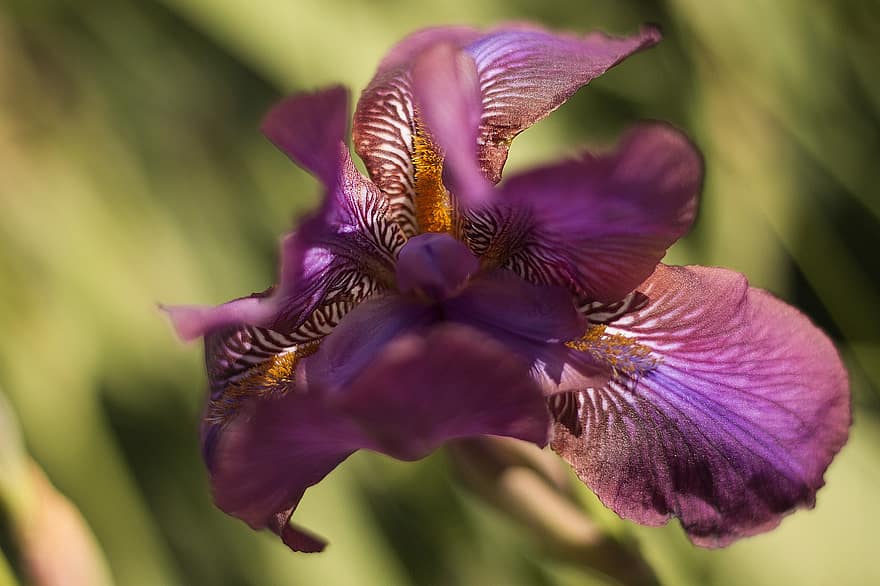 Iris, Beauty, Garden, Earth, Plants