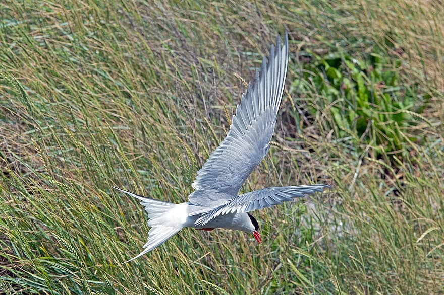 Arctic Tern, Tern, Bird, Nature, Water Bird, Wing