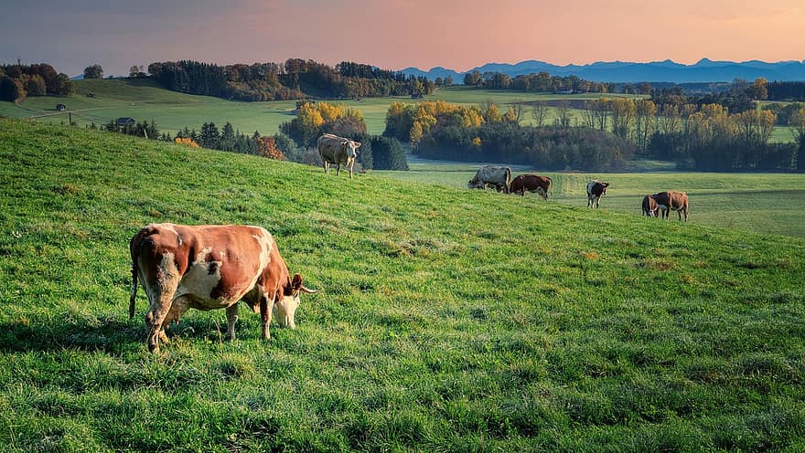 Cows, Pasture, Meadow, Grazing, Hill, Cattle, Mammals, Animals, Ruminant, Livestock, Trees