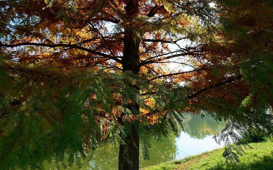 Tree, Nature, Autumn, Season, Fall, Outdoors, Woods, Wilderness, Conifer, forest, leaf