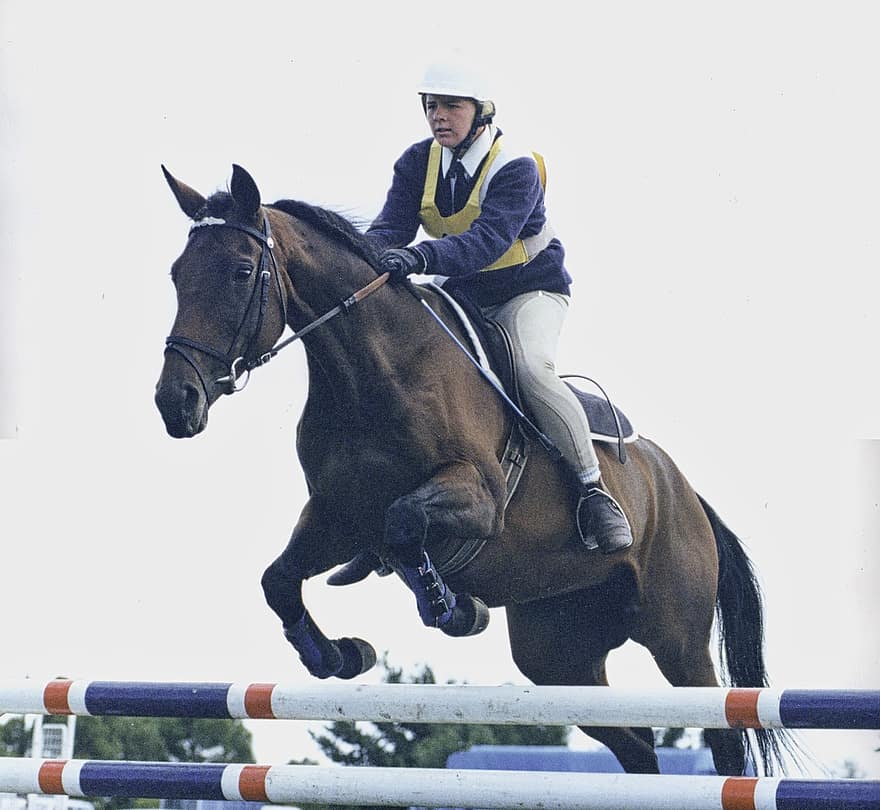 Jumping, Equine, Horse, Rider, Event, Height, Species, Fauna, Animal