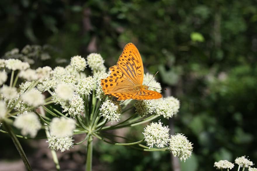 fritillary butterfly, sommerfugl, blomster, vill selleri, insekt, vinger, hvite blomster, anlegg, natur, sommer