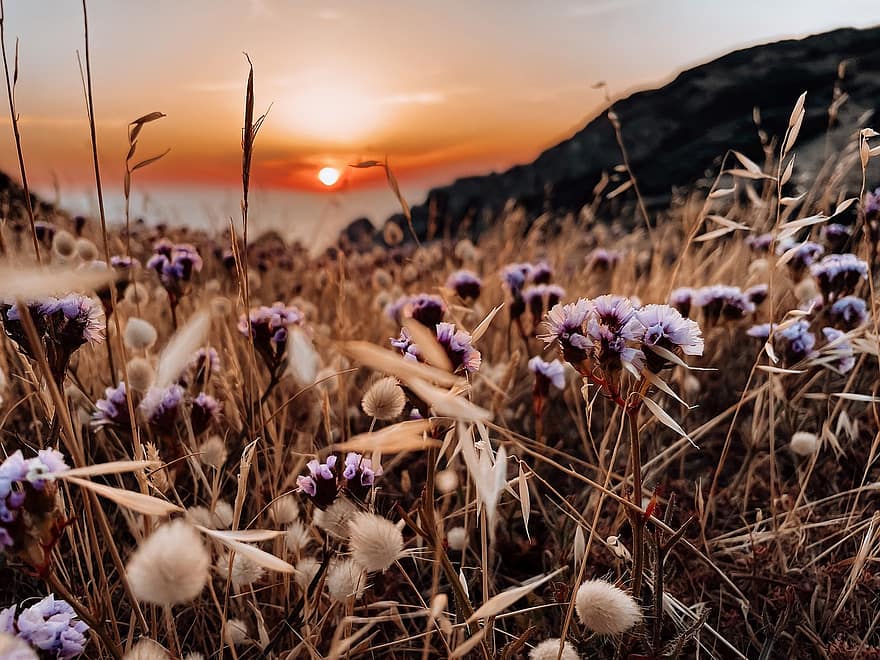 Nature, Greece, Flowers, Sunset, Landscape, Crete, Bloom