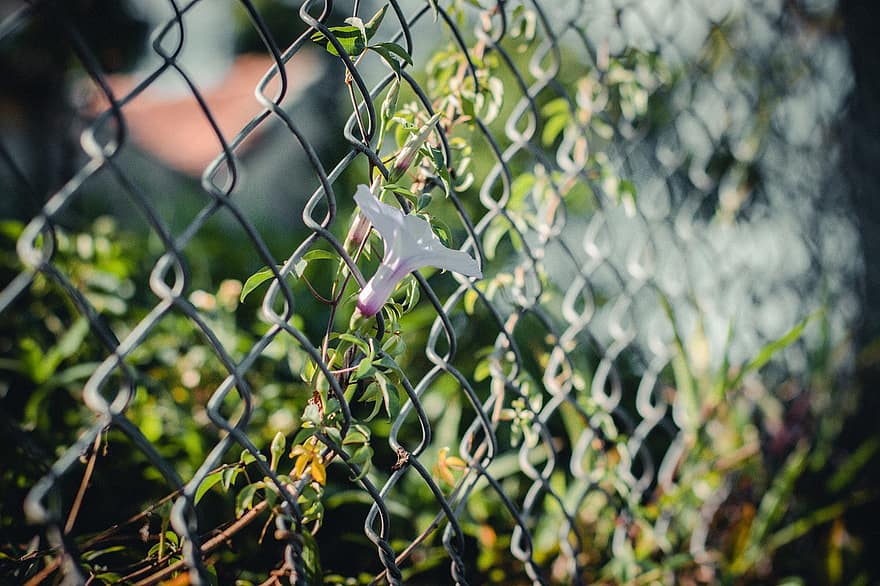 цветок, завод, забор, белый цветок, цветение, ограда из проволоки, природа