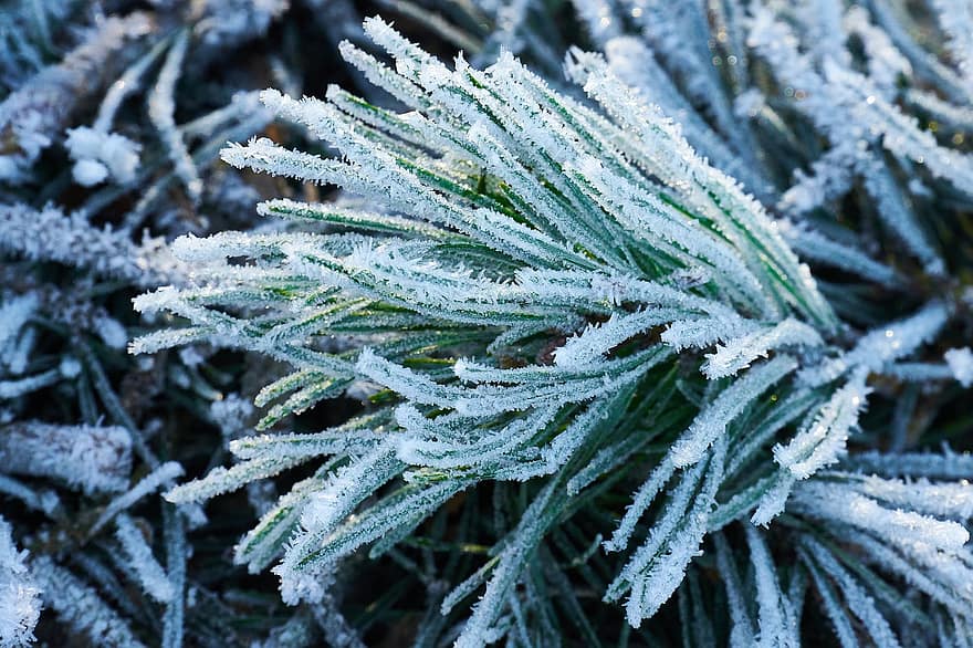 Winter, Evergreen, Nature, Frost, Plant