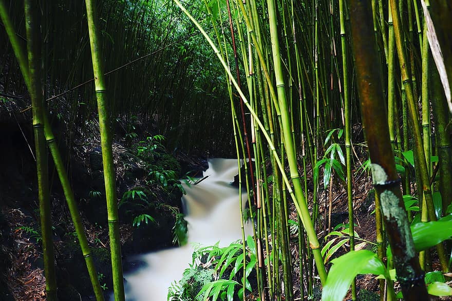 竹、ジャングル、川、雨林、ストリーム、マウイ、ハワイ、トロピカル、森林