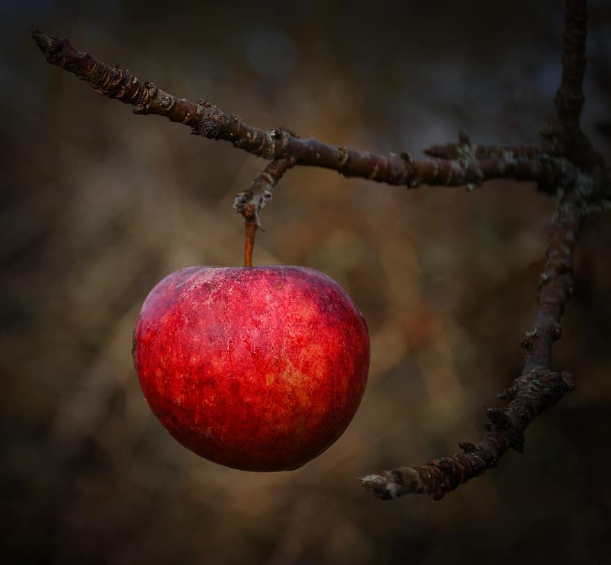 μήλο, καρπός, κλαδί, κόκκινο μήλο, φαγητό, εδώδιμος, ώριμος, οργανικός, μηλιά, δέντρο φρούτων, δέντρο