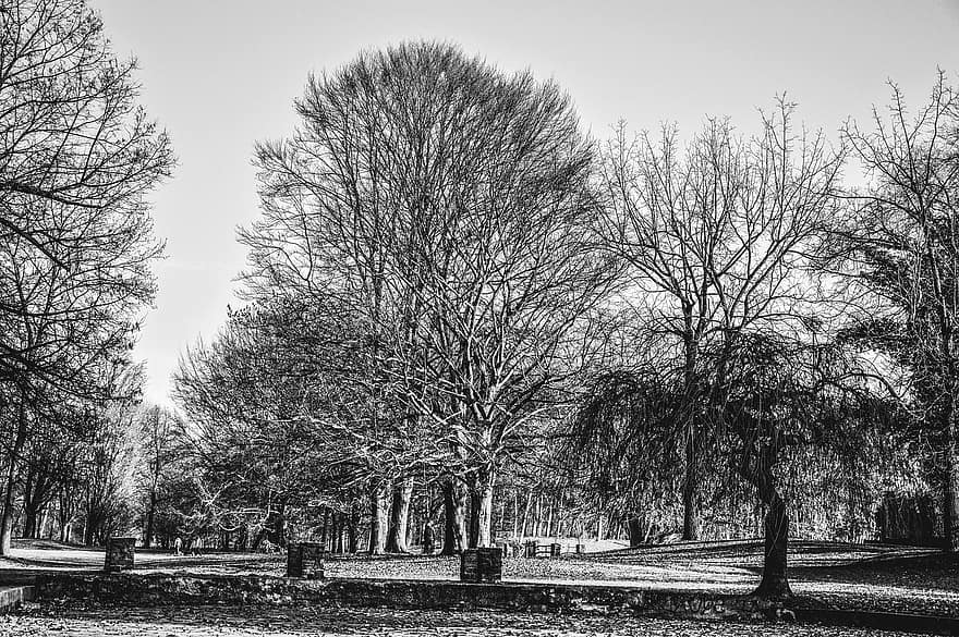 Trees, Park, City, Urban, tree, winter, branch, black and white, landscape, old, forest
