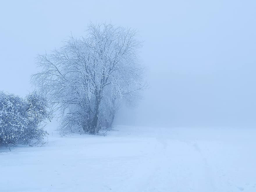 kar, kış, ağaçlar, sis, çalılar, don, kırağı, soğuk, doğa, ağaç, orman