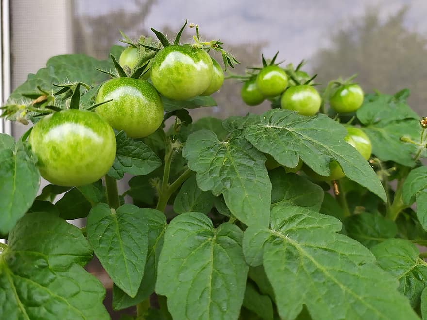 pomidor, zielony pomidor, Zielony, ogród, prace ogrodowe, organiczny