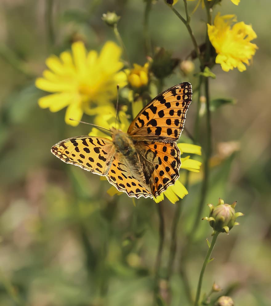 Dark Green Fritillary, Butterfly, Pollination, Insect, Flowers, Field, Meadow, Nature
