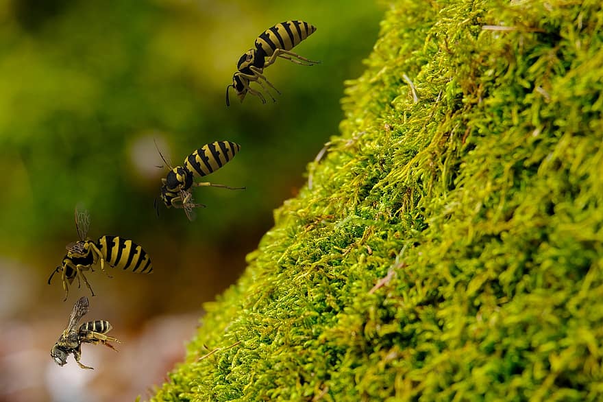 Hornets, Wasps, Flying, Insects, Moss, Sting, Swarm, Attack, Dangerous, Honeybee, Tree