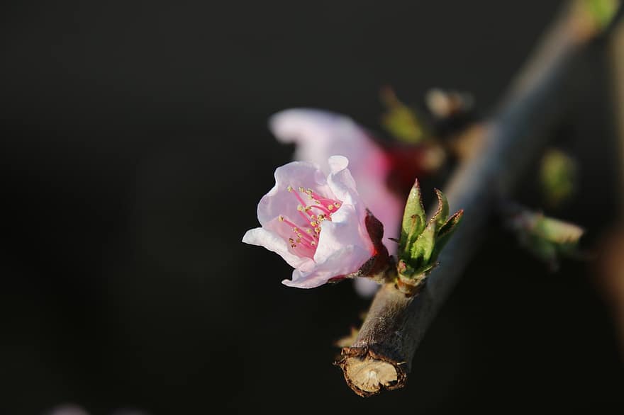 цветение персика, розовый цветок, весна, природа