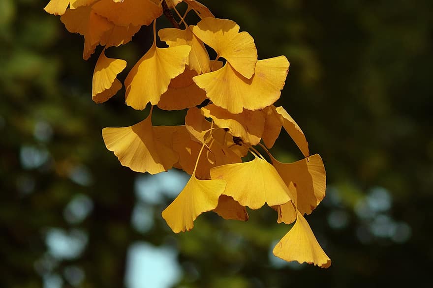 árbol de ginkgo, bosque, hojas, otoño, temporada, al aire libre