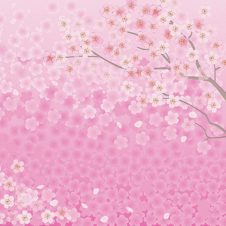 Sakura virágok, fa, ág, tavaszi, rózsaszín, természet, cseresznye, virágos, virágzás, évszak, japán