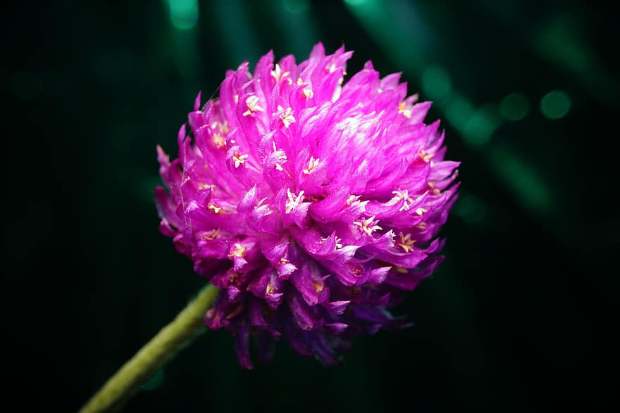 Globus Amaranth, pinke Blume, Natur, Flora, Garten