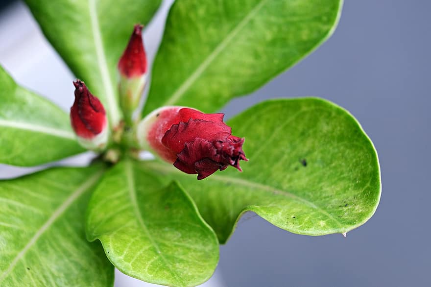 Adenium, Desert Rose, Flowerbuds, Flora, leaf, close-up, plant, petal, flower, green color, summer