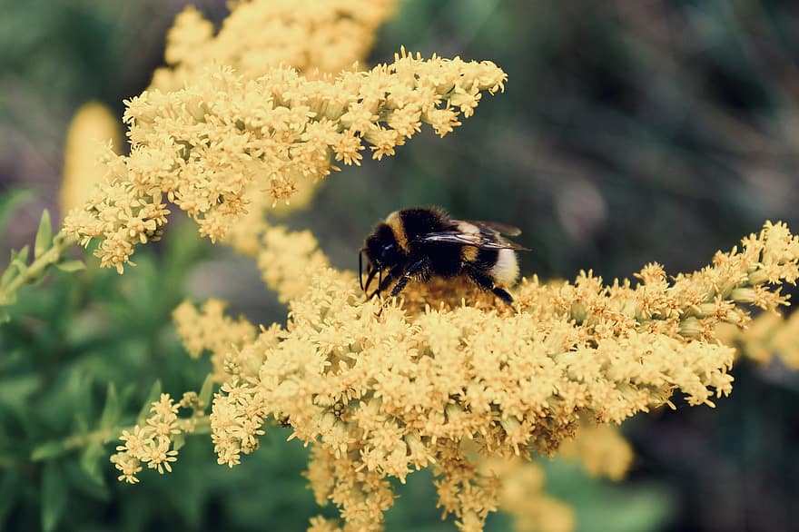 kumbang, bunga-bunga, kelopak, serbuk sari, penyerbukan