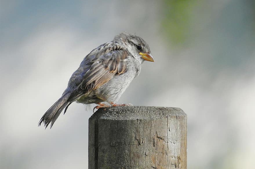 chim sẻ, True Sparrow, người qua đường, chim, điều khiển học, avian, động vật hoang dã, mỏ, lông vũ, một con vật, cận cảnh