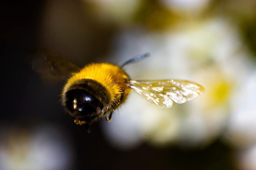 Bie, insekt, flying, humle, flygning, natur, makro, nærbilde, pollinering, gul, honningbie