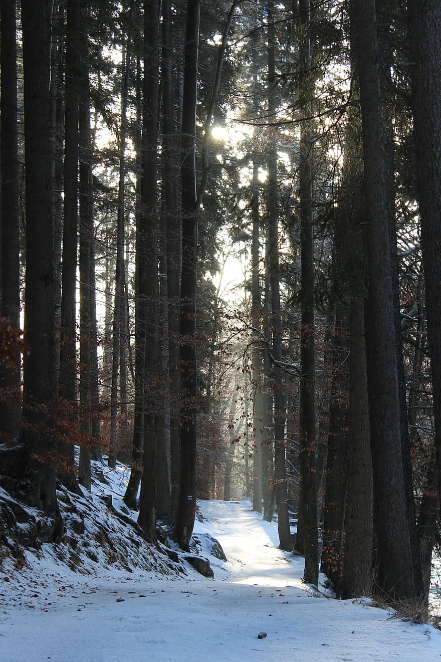 ziemā, mežs, no rīta, agrs rīts, taka, ceļš, raksturs, meži, saule, Čehu Republika, koks