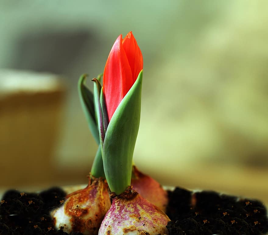 tulipano, fiore, germoglio, pulsante, crescita, fiorire, rosso, magiaro, flora, avvicinamento, pianta