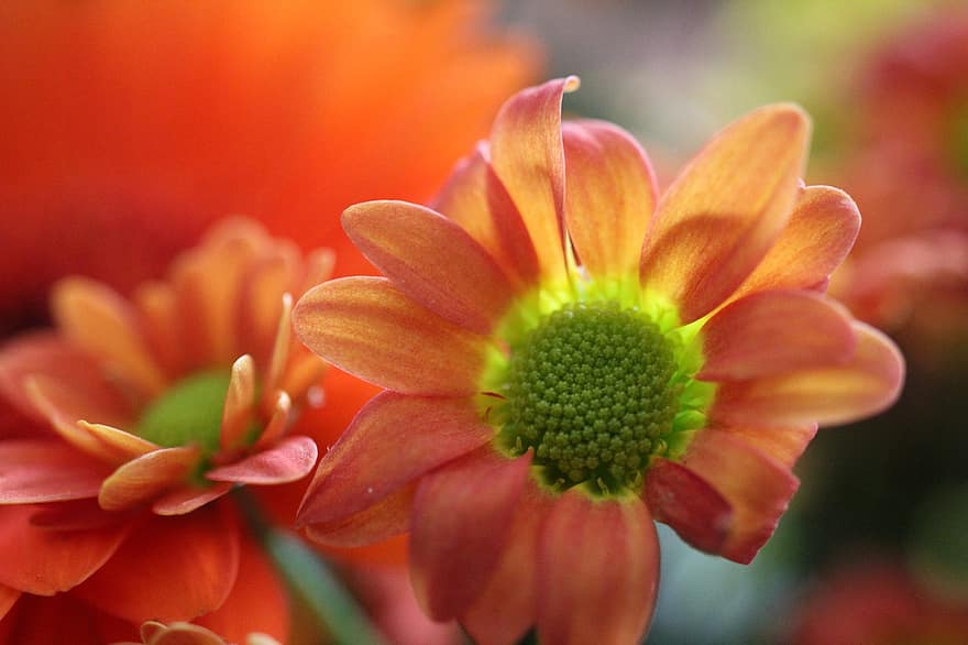 оранжев цвете, растение, листенца, цвете, разцвет, цвят, цъфтящ, лято, градина, природа