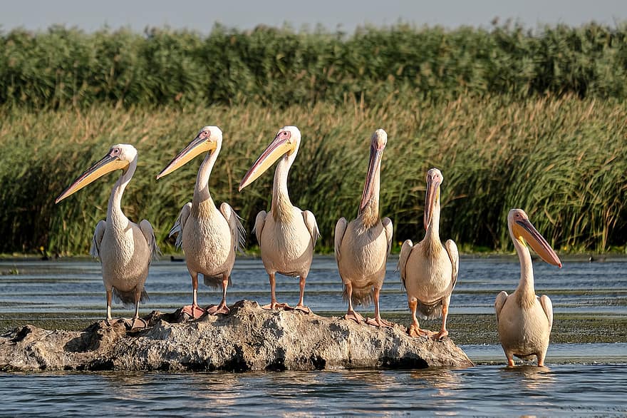 Didieji baltieji pelikanai, paukščių stebėjimas, Danubedelta, Rumunija, Mahmudija, Carasuhatarea, Paukščių grafika, paukščių, Valtys, išsaugojimas, ekologija