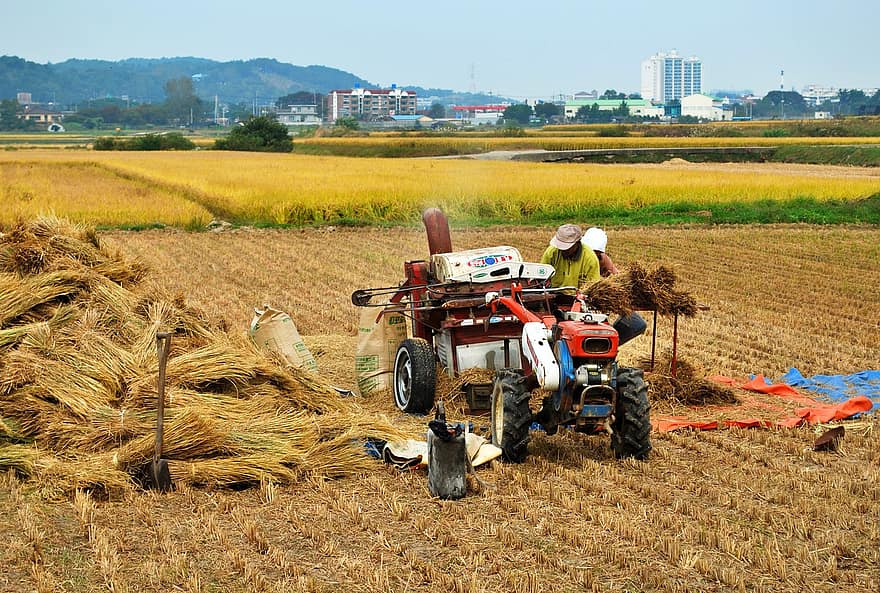вършачна машина, жътва, фермери, ориз, Овършиване на зърно, селско стопанство, поле, оризища, вършачка, хора
